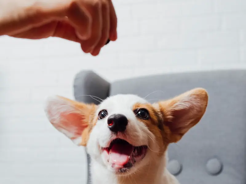 Free Puppy Guide!