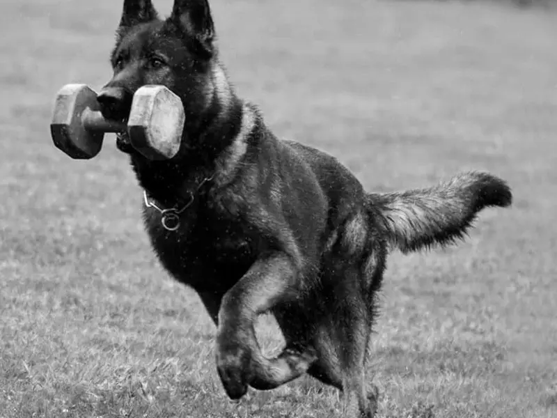 IGP sport training