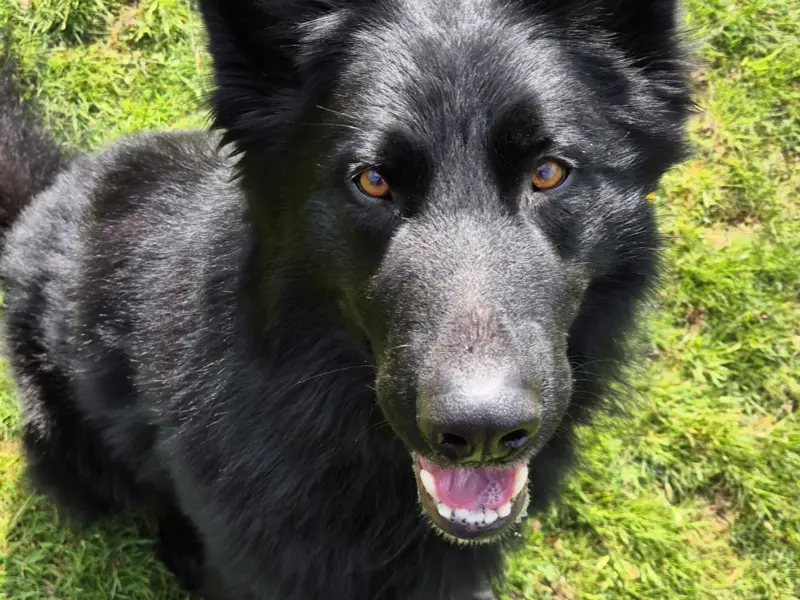 My Dog is Reactive to Other Dogs - What Should I Do?